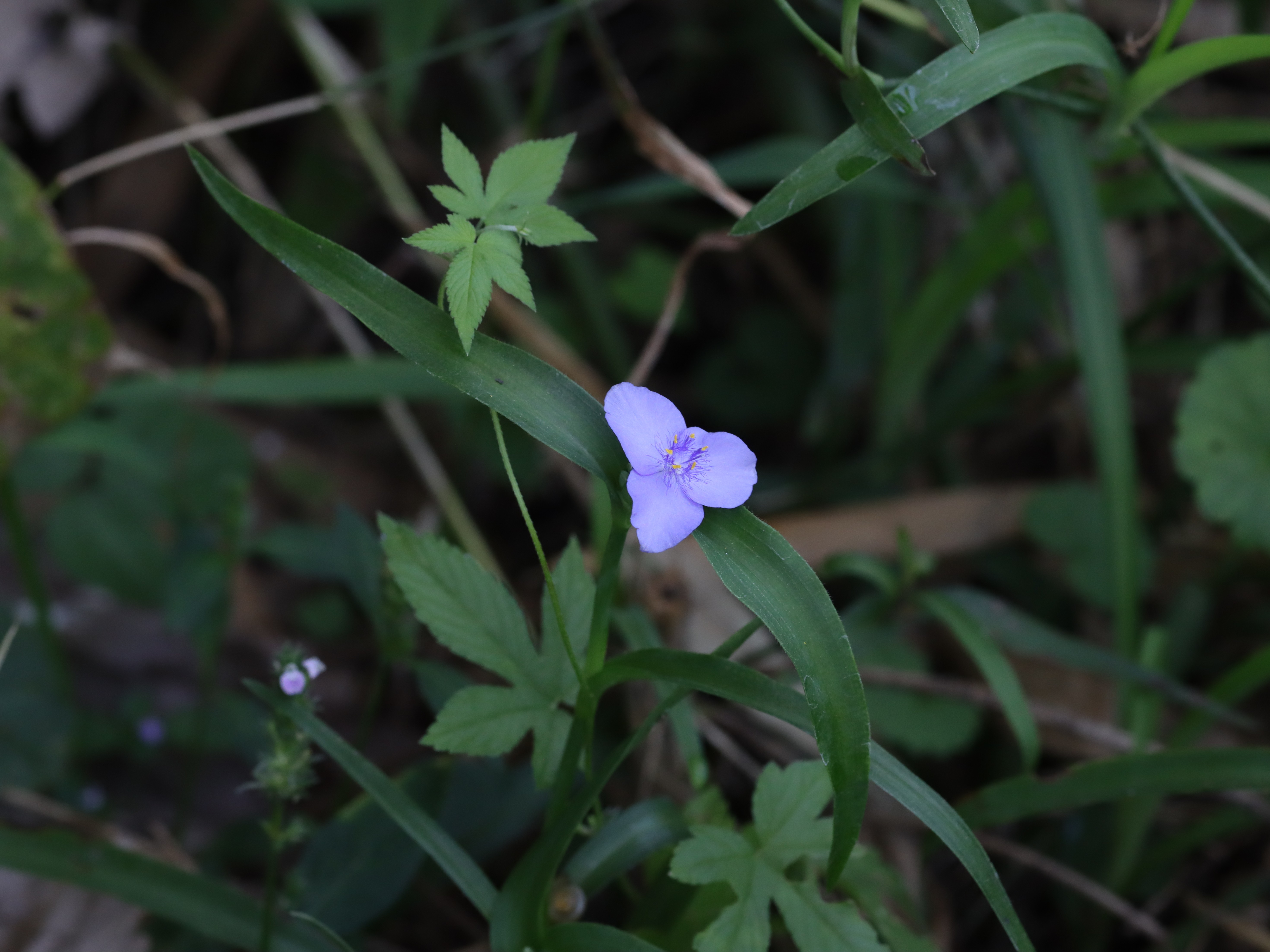 ムラサキツユクサ